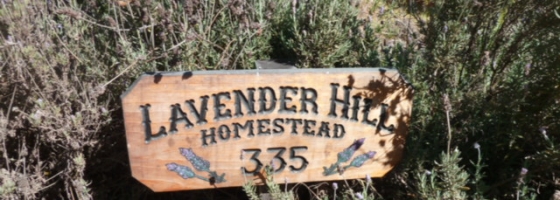 Bienvenue à “lavender hill homestead”