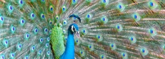 FIERTÉ vs HUMILITÉ