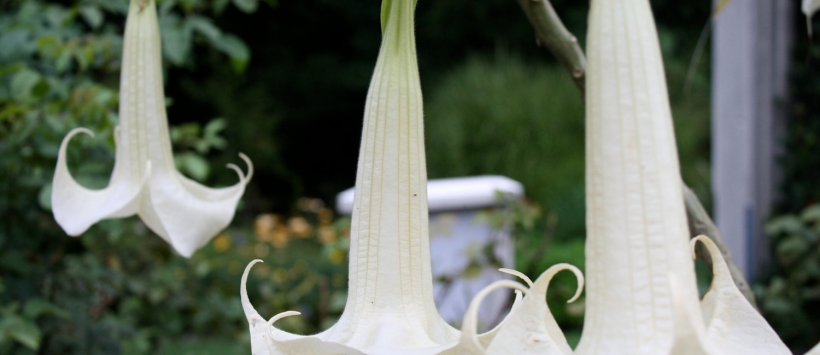 The Devil’s Trumpet
